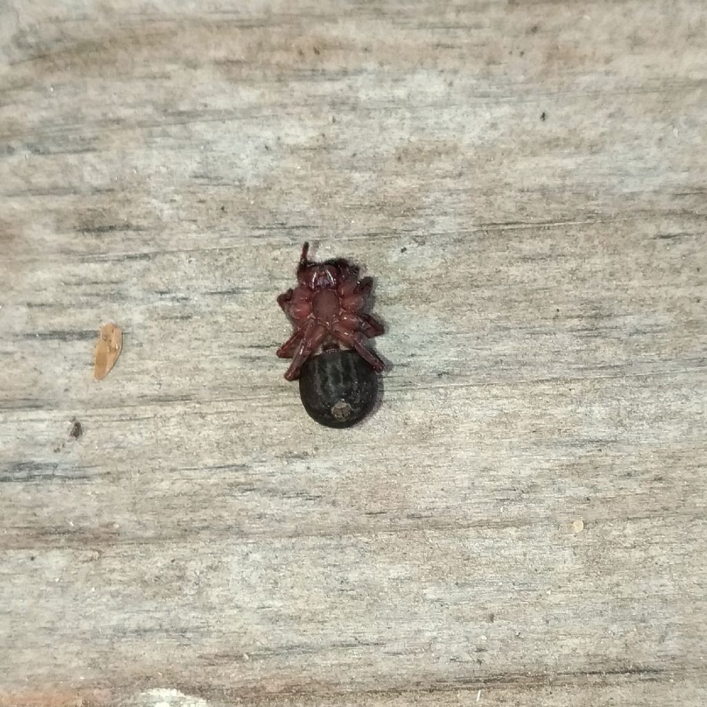 Amaurobius ferox - Ruffano (LE)